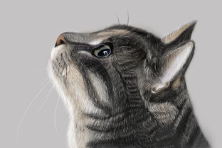 猫粮需要倒满吗,猫粮不要囤太多