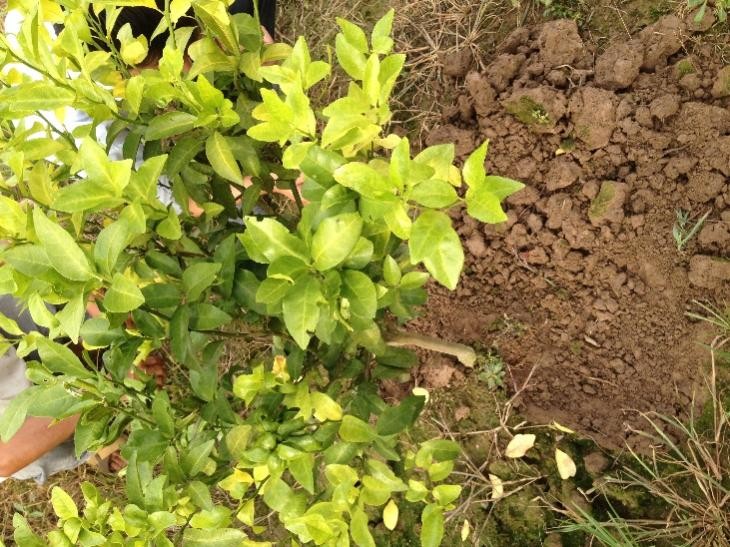 柑橘快收获还落果啥原因,柑橘黄化树恢复方法