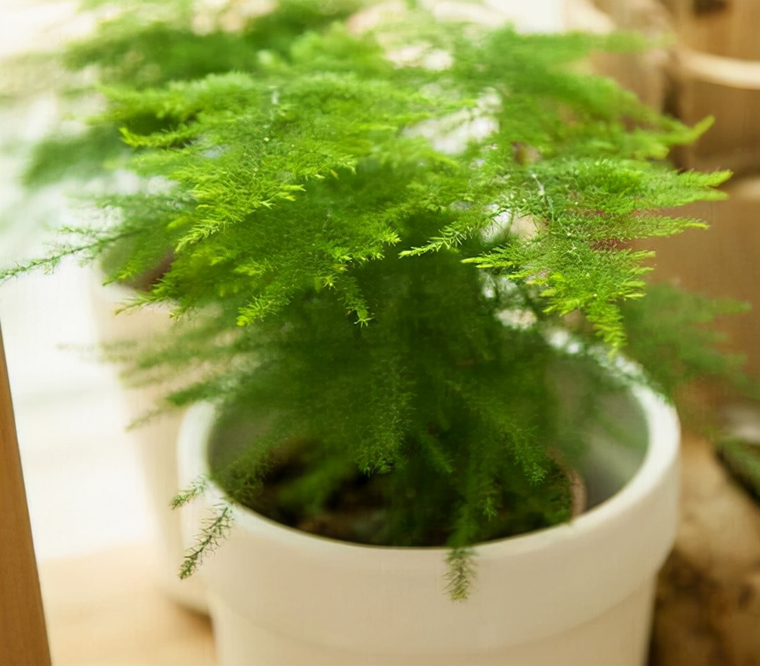 一年四季不死的十种花水养,浇水过多死的植物