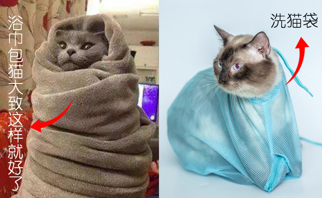 根除耳螨的最好方法,耳螨怎么预防