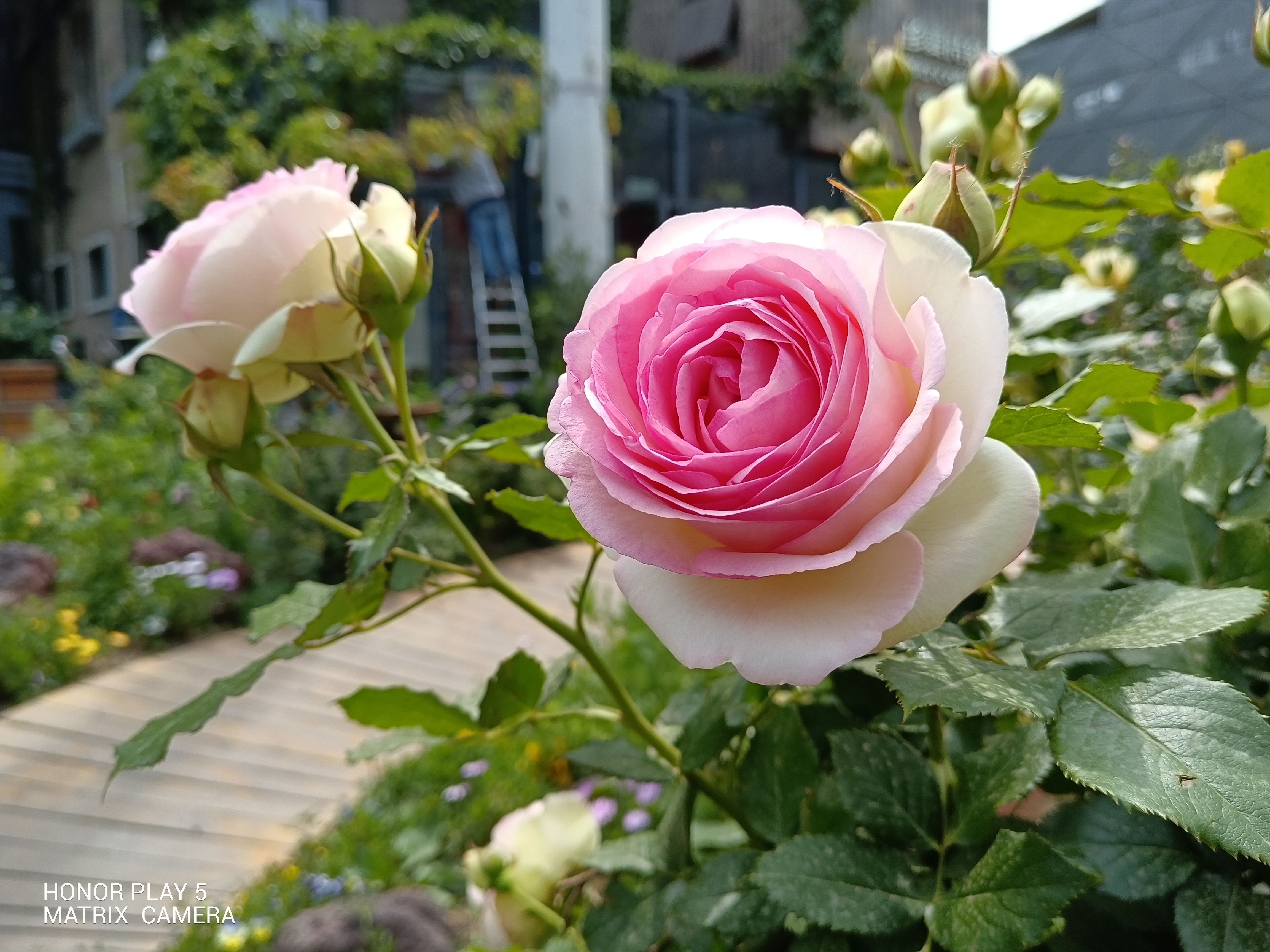 荣耀play5曝光66w快充加持,荣耀play5畅享50plus