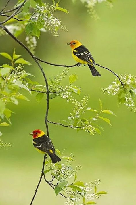 两个黄鹂鸣翠柳到底还是两个黄鹂,两个黄鹂鸣翠柳为什么不写两只