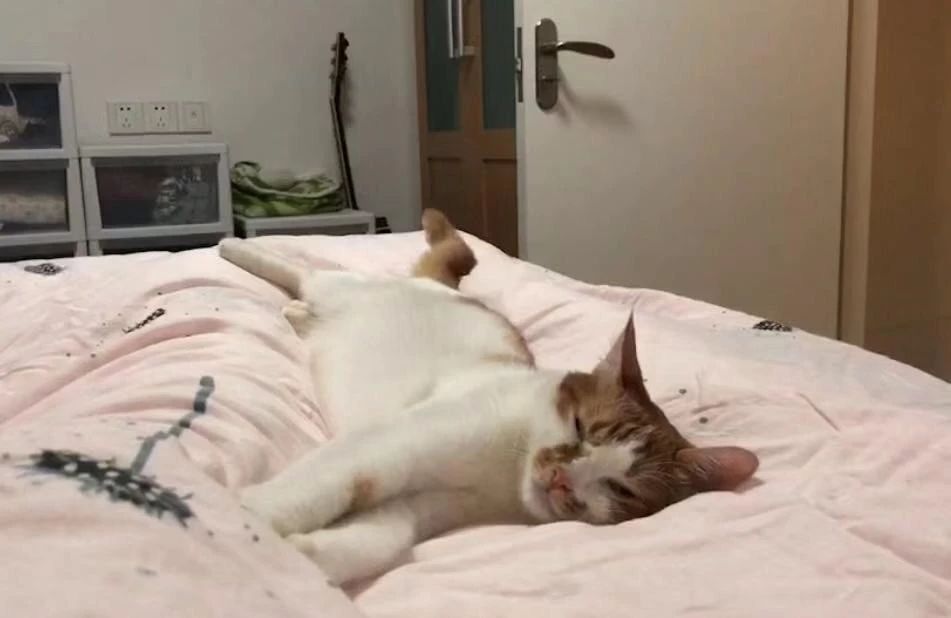 猫咪吃猫饭便便不臭,你家猫拉屎有多臭