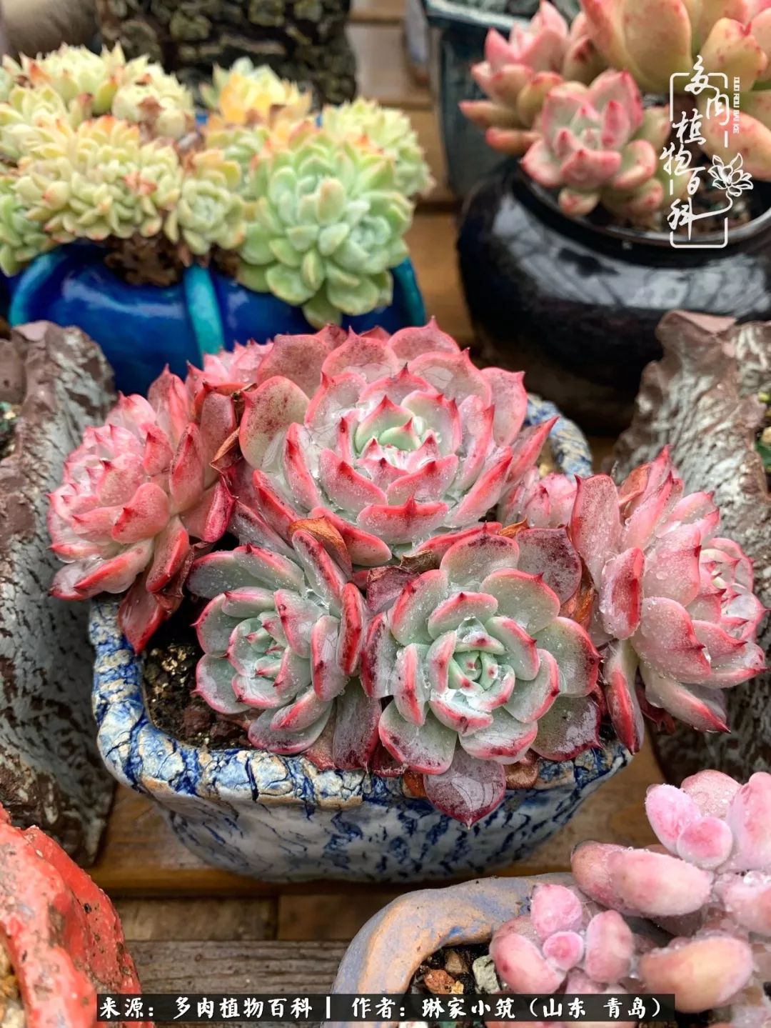 多肉冬季搬进屋里前需要浇水么,多肉过冬