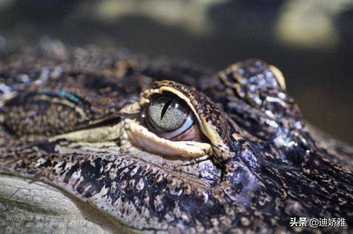 关于鳄鱼的科普知识,关于鳄鱼的科普知识点