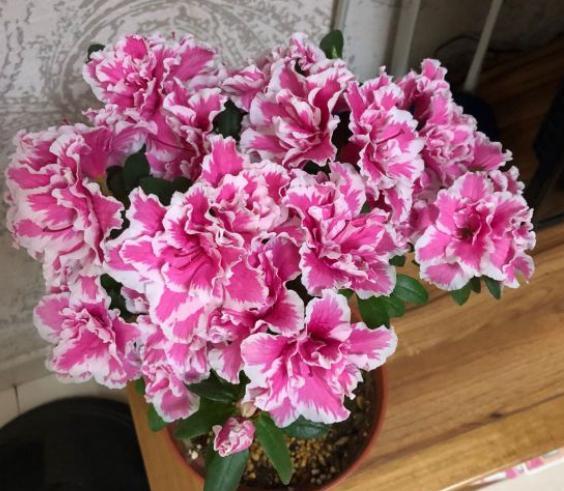 冬天杜鹃花浇什么肥料最好,不要再给枯萎的花浇水了