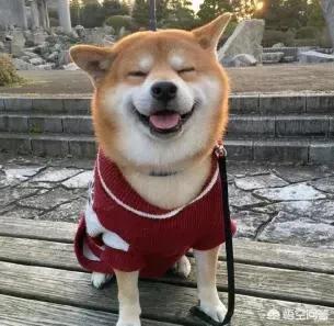 狗狗没有朋友怎么办,狗狗没有食物怎么处理