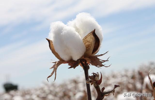 歧视穷人、*疆新**棉、质量差,耐克翻车N次,为什么还不凉?|欧界