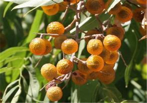 无患子树可以在北方家中种植吗,无患子植物种植