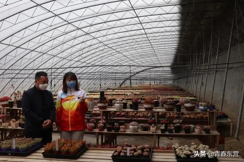 高沟村多肉种植基地直播,中庄多肉种植基地直播