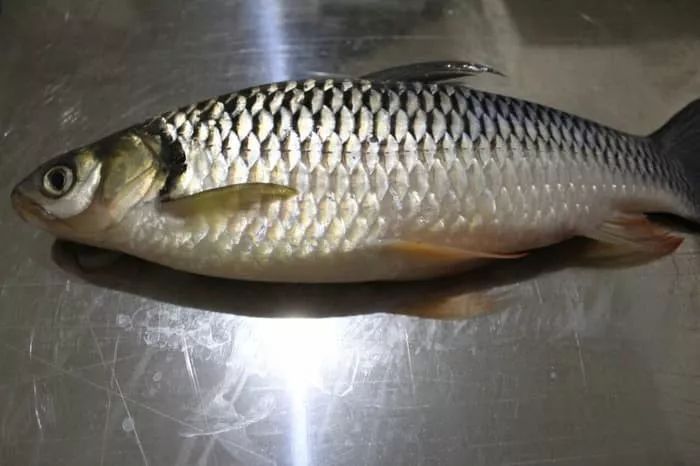 世界十大凶猛淡水鱼类,顶级淡水鱼类