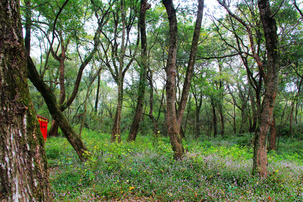 鄱湖之滨美景图,鄱阳湖之滨