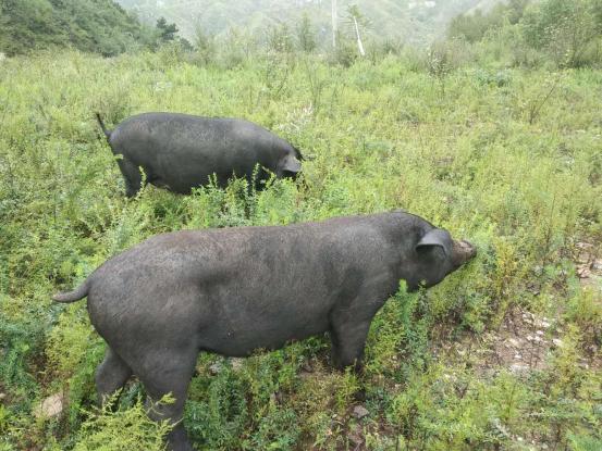 黑猪肉和白猪肉能混在一起吃吗,黑猪肉配什么料