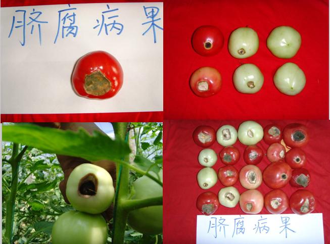 西红柿转色慢怎么解决,西红柿转色的最佳温度