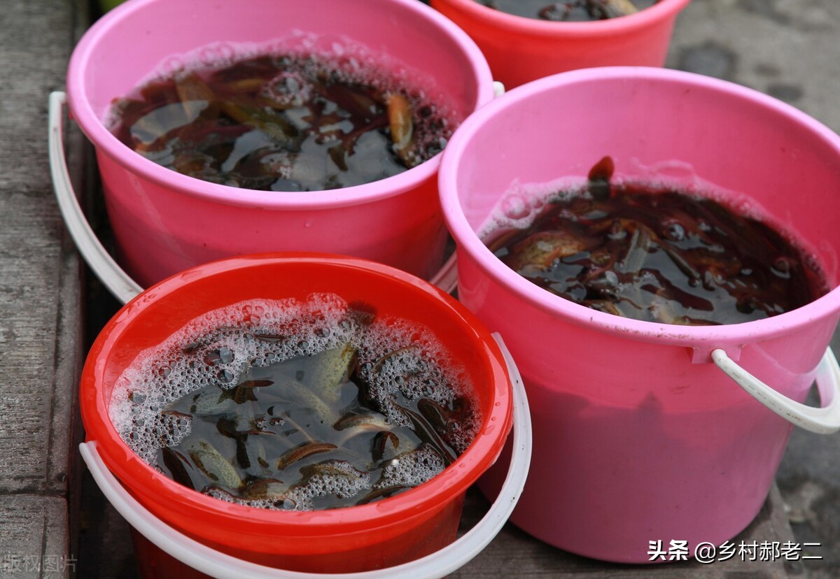 刀鳅养殖技术视频大全,刀鳅养殖有什么条件