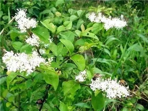 农村常见野花野草,这些野菜农村随处见