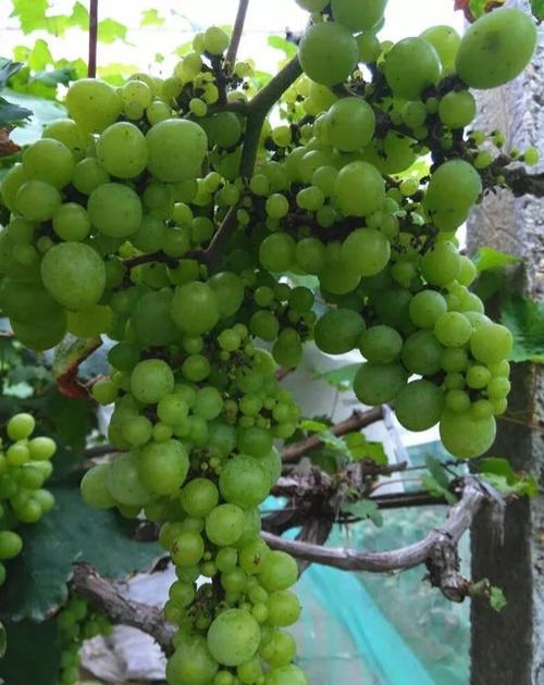 葡萄落花落果严重有好办法吗,怎样防治葡萄落花落果