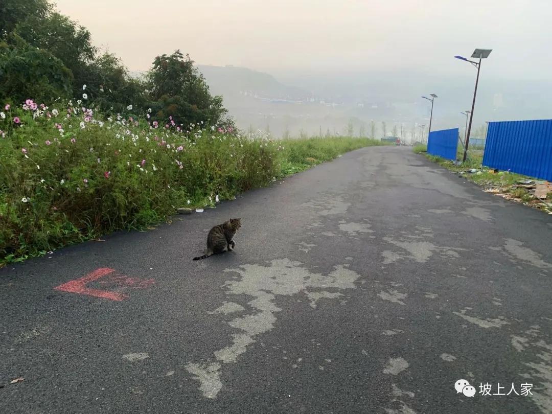 一只宠物猫在外面可以活多久,单独养一只猫它会孤独吗