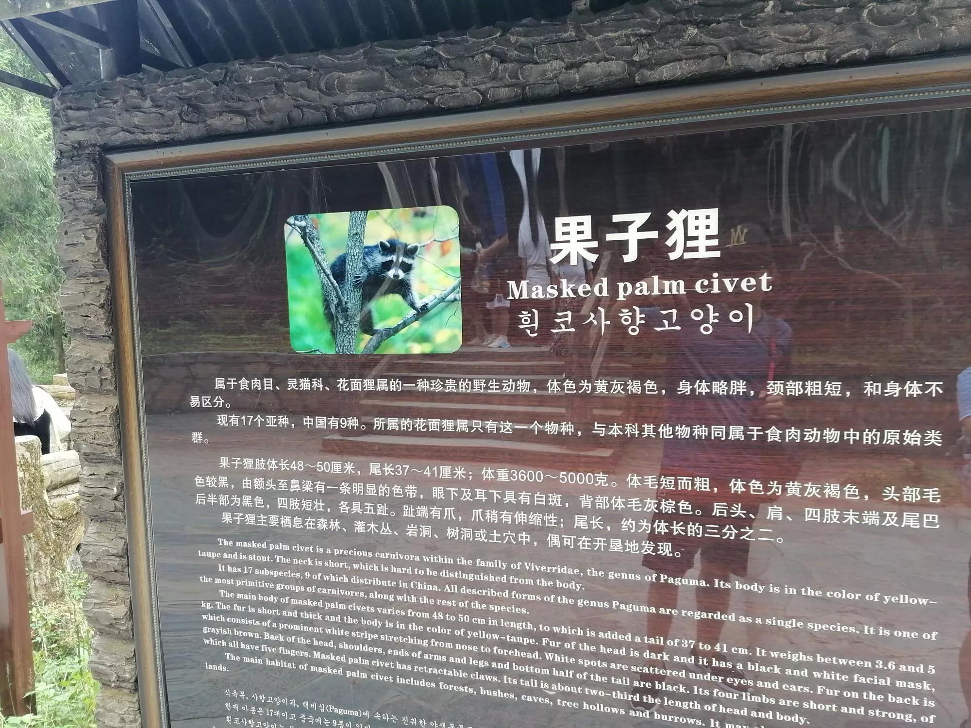 去重庆旅游武隆天坑,游重庆武隆天坑天生三桥