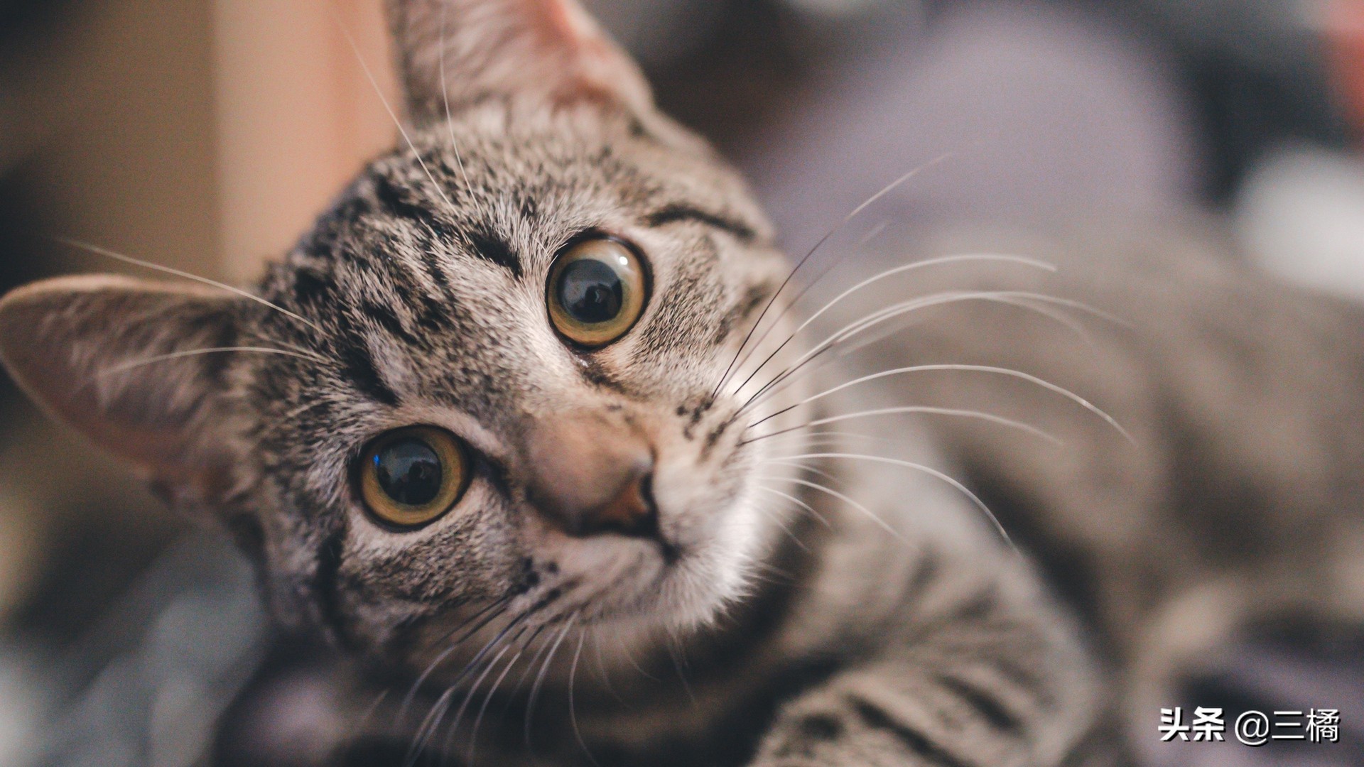 带猫咪出远门怎样解决排泄,出远门猫咪在家猫毛被抓破了