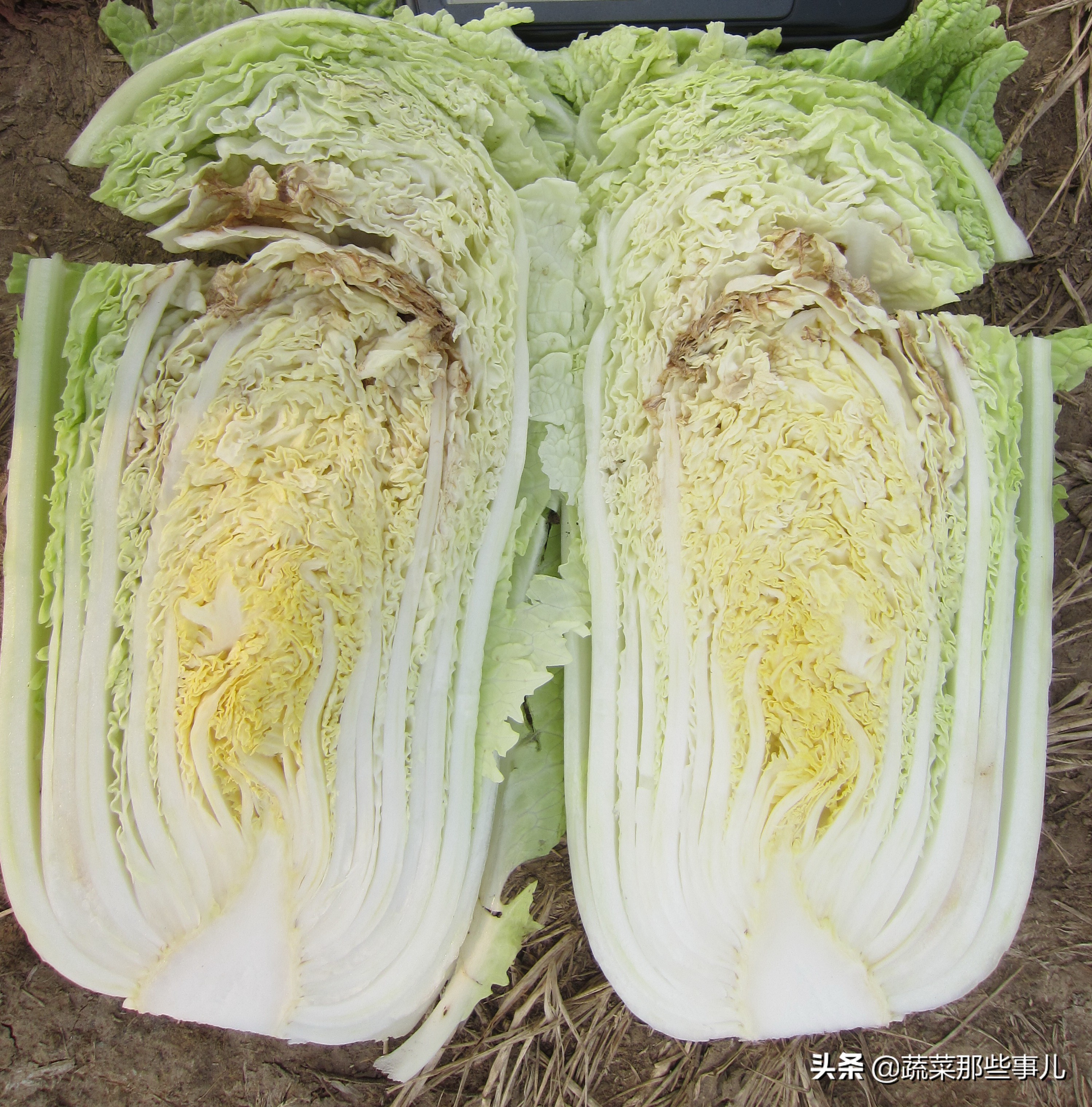 大白菜容易烂是怎么回事,娃娃菜干烧心的防治措施