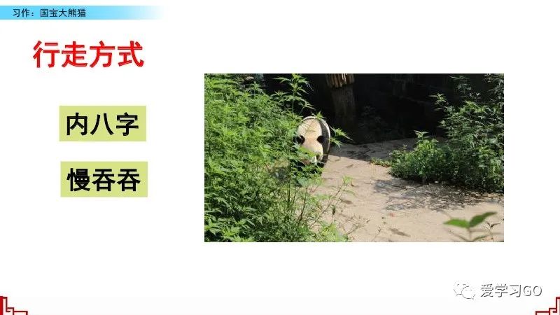 部编版三年级下册国宝大熊猫作文,三年级下作文国宝大熊猫写作指导