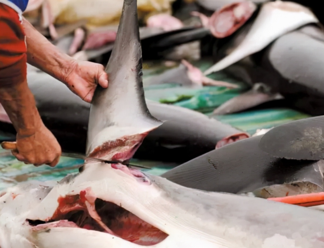 哥伦比亚成功抓获头号毒枭,哥伦比亚近期抓捕新闻