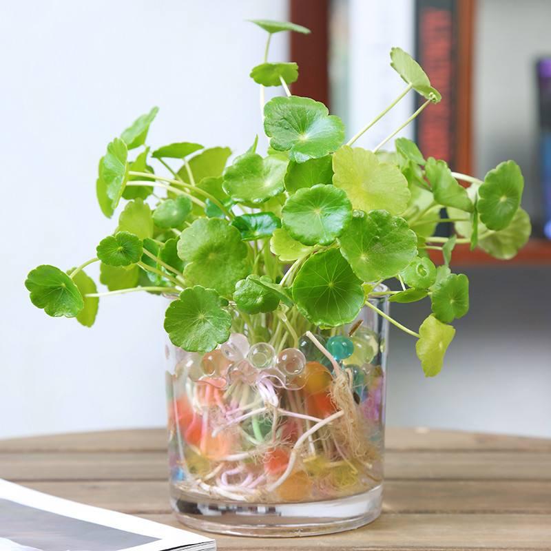 养花水多了烂根怎么办,水培养花水浑浊可以吗