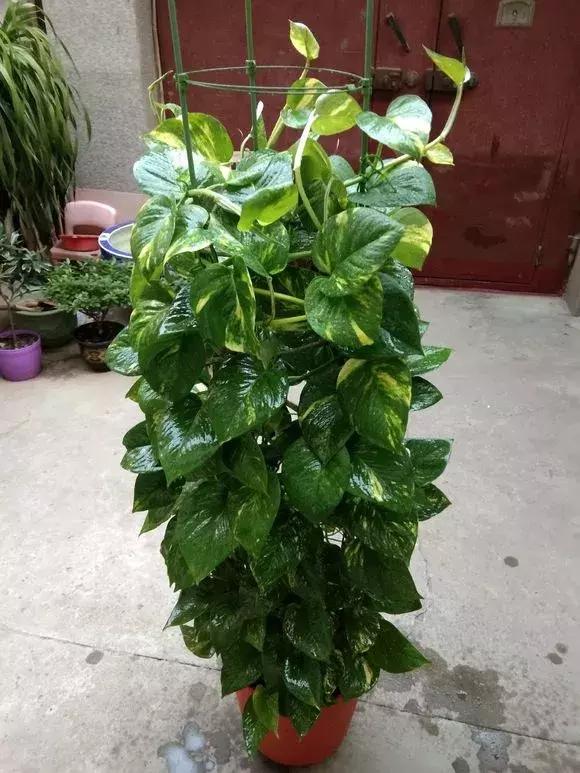 入夏怎样给扶桑浇水,无尽夏浇水的正确方法