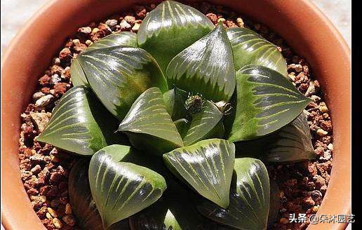 多肉十二卷寿的窗口怎么不透明,多肉热点话题