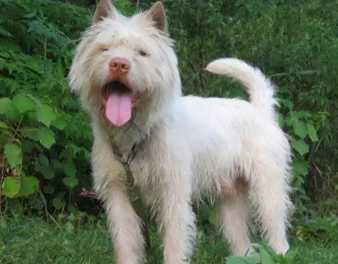 所有品种的中华田园犬照片,霸气十足的中华田园犬