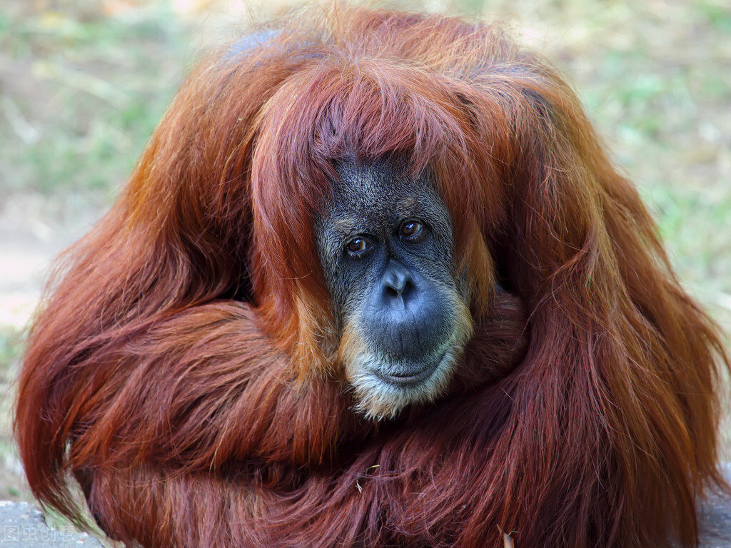 动物大猩猩深度解析,人科动物图谱