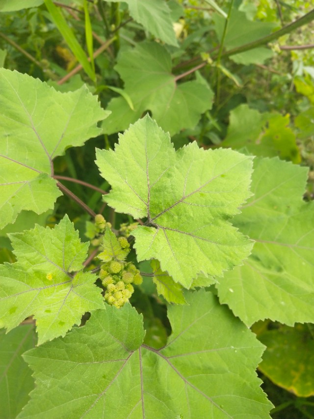 苍耳的别名,苍耳子又叫啥