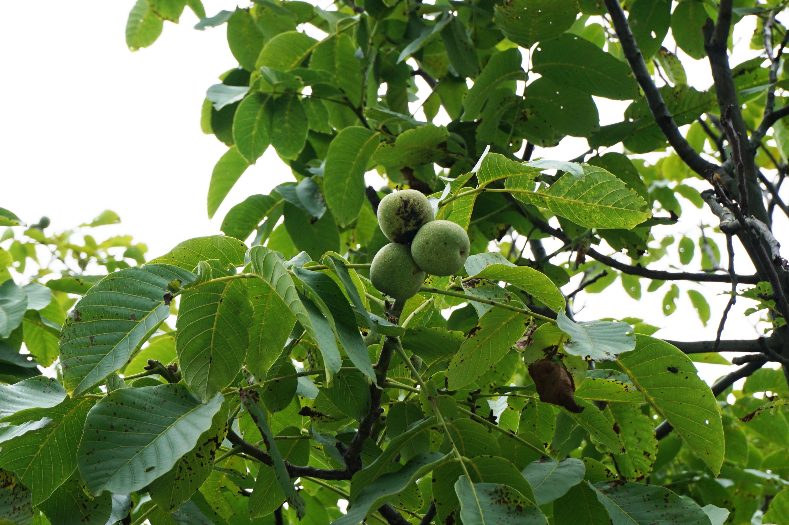 蓝田蓝关古道自驾怎么导航,最近西安蓝田蓝关古道自驾游