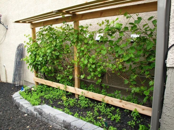 在庭院种葡萄怎么修枝,院子里最适合种哪个品种的葡萄