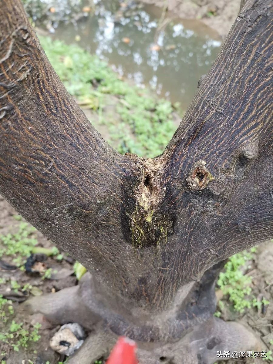 柑橘天牛防治可以管多长时间,柑橘天牛危害时间