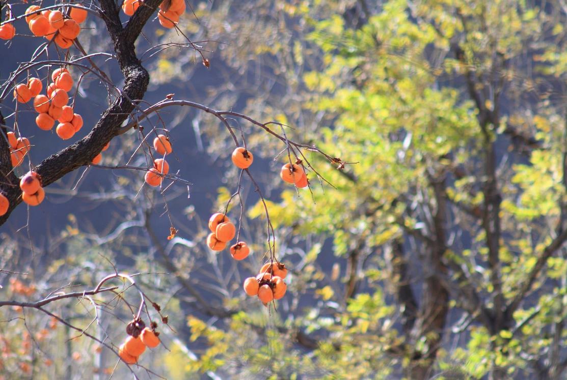 影像记录｜遇见最后一抹秋色——承德兴隆陡子峪乡蜂洞子