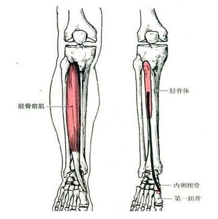 酉阳杂俎中的故事,酉阳杂俎讲什么