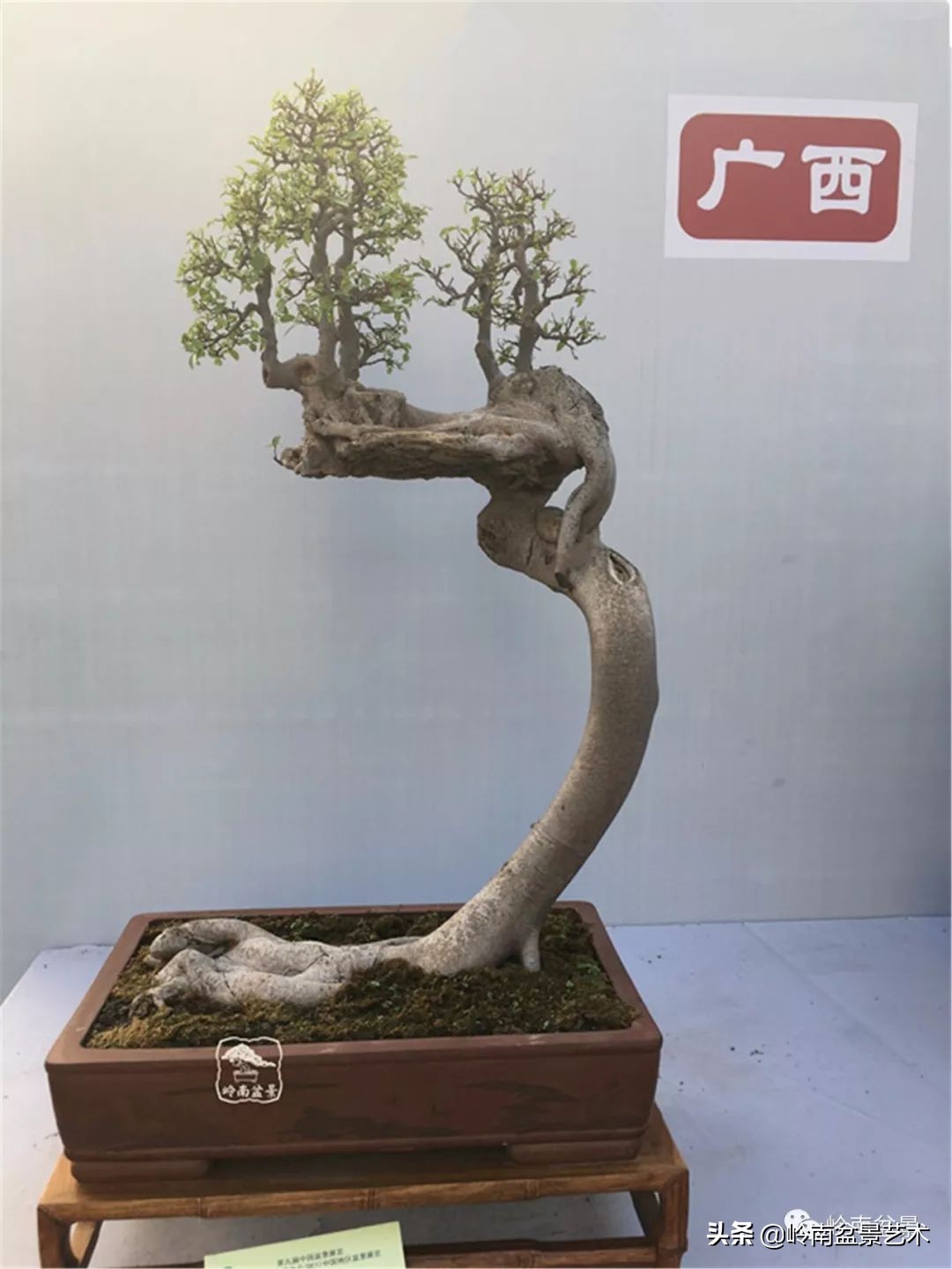 以根代杆下细上粗式盆景图片,各种老根盆景