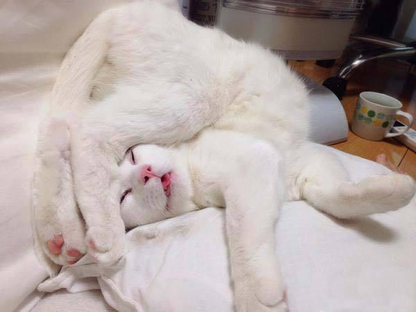 猫咪在各个地方睡觉的表现 (猫咪经常睡到你的哪个位置)