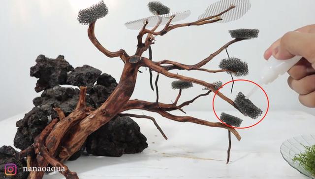 莫斯树到底好不好,莫斯树是什么