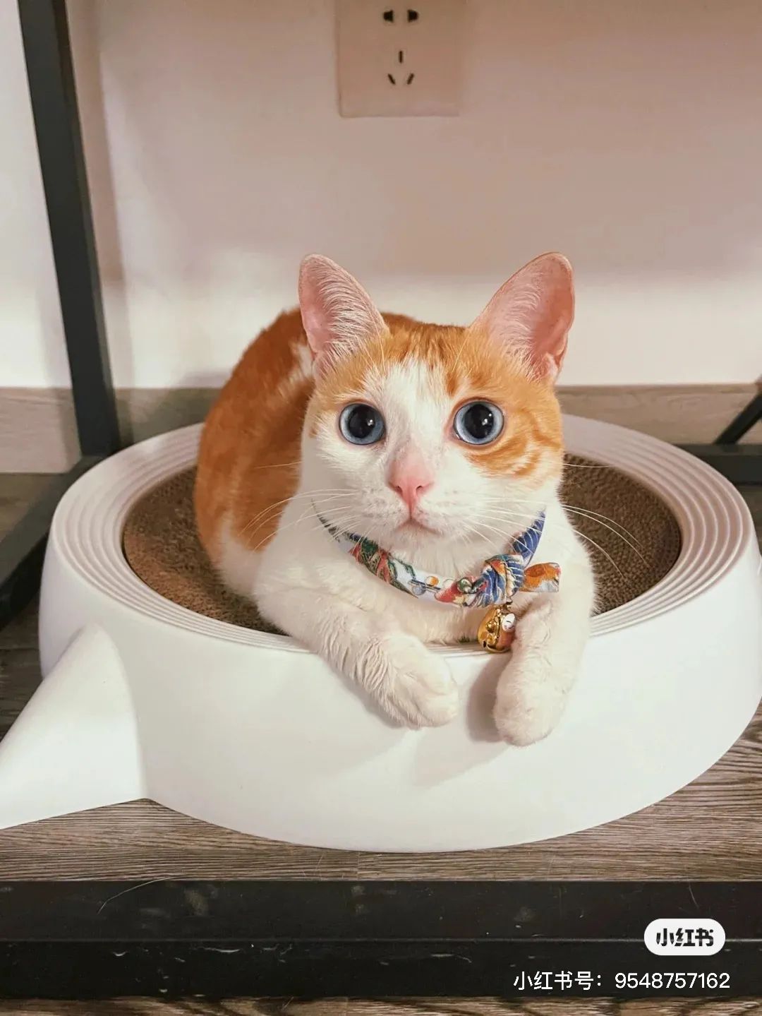 金发碧眼双眼皮！这猫我说一句“橘中最美”不过份吧？