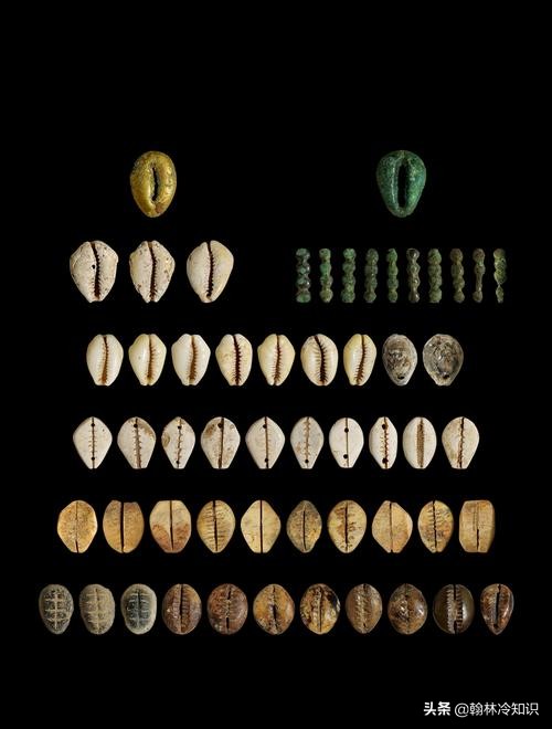 海边捡的贝壳能值多少钱,海边贝壳值钱吗