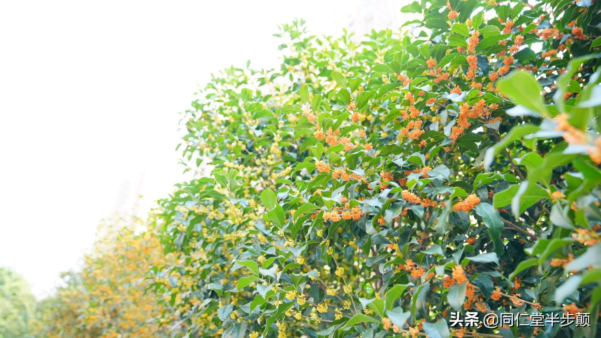 5000mah续航是多长,oppolcd手机