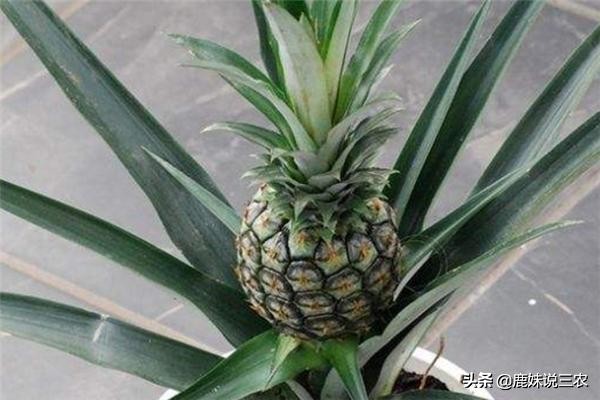 菠萝的种植技术和施肥方法,菠萝种植技术教程