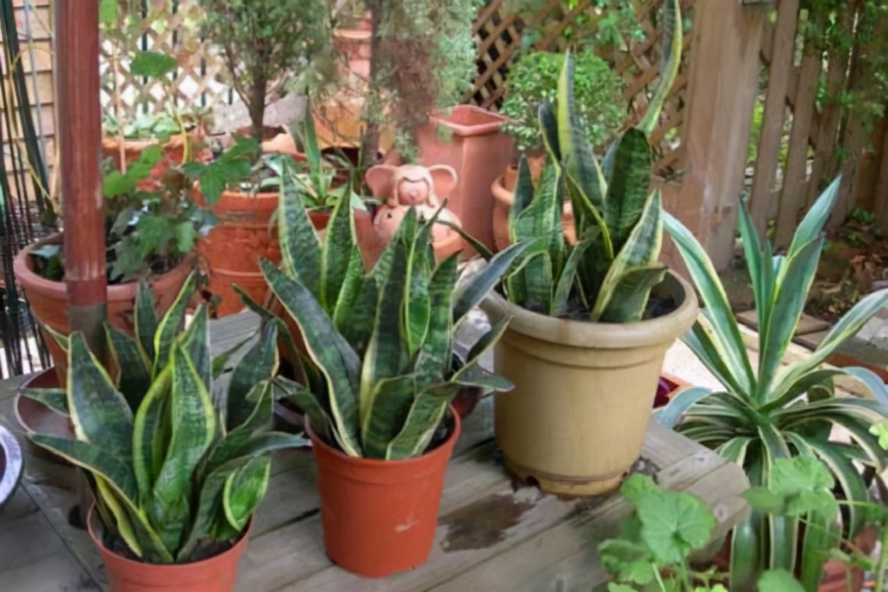 厕所里能养什么花除异味,厕所养什么花草能除味