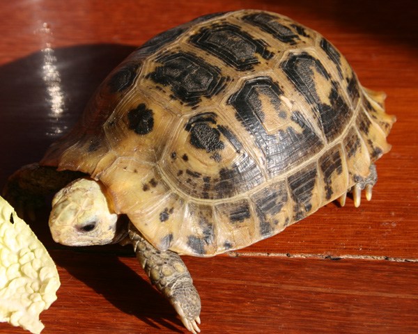 看图识龟,看图识物