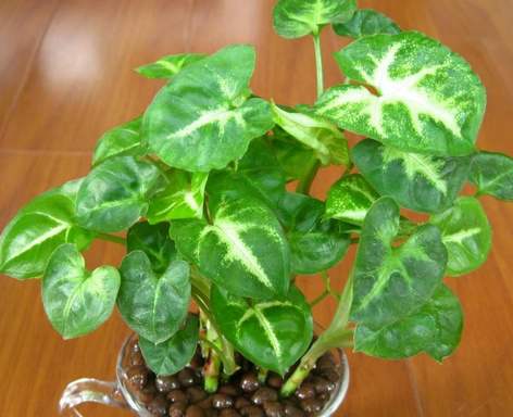 合果芋长得太高了怎么管理,合果芋养在室内有害吗