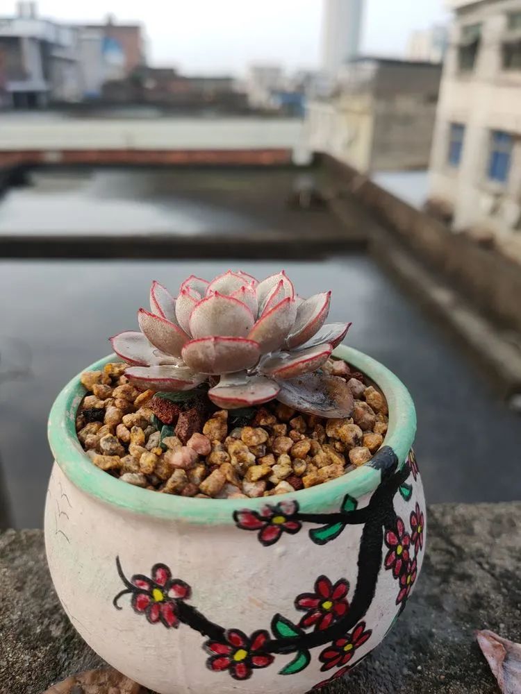 疫情期间在家欣赏多肉,疫情期间被多肉治愈