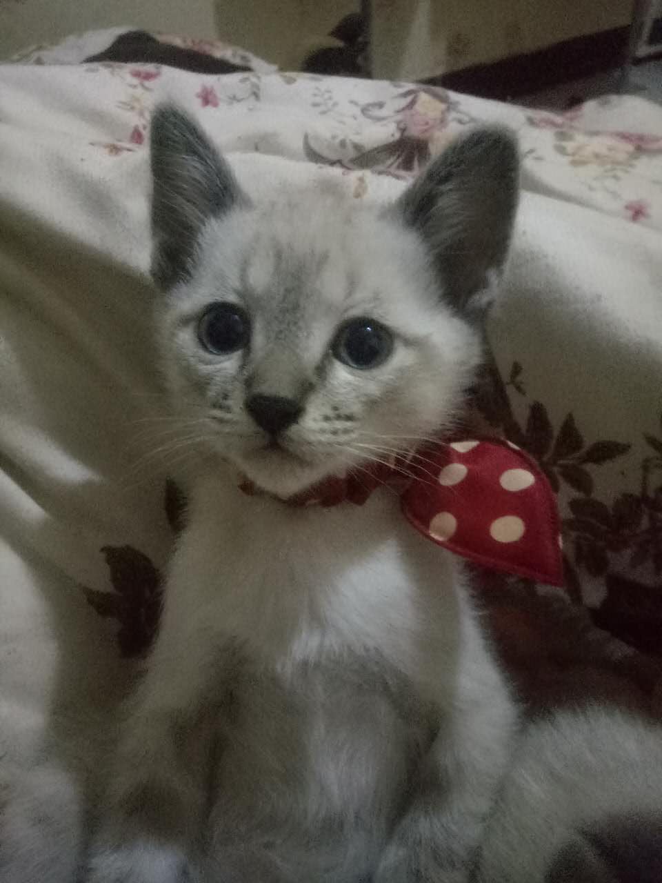 对猫无感的人适合养猫吗,对猫无感怎么回复别人的分享